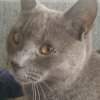 Иконка канала Cat TV (Тимофей Алексеев)