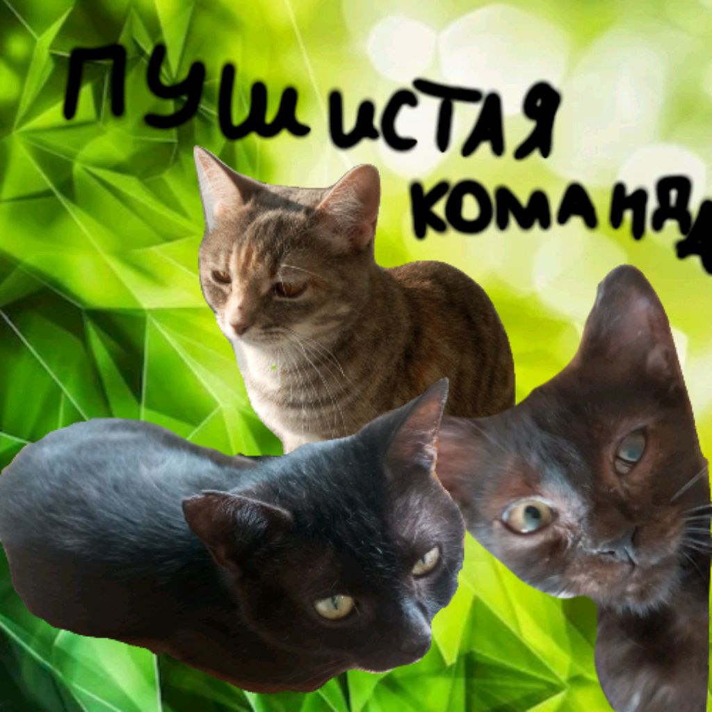 Иконка канала 🎧Пушистая Команда🐾