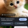 Иконка канала Котик