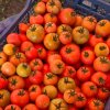 Иконка канала Рязанский хуторок