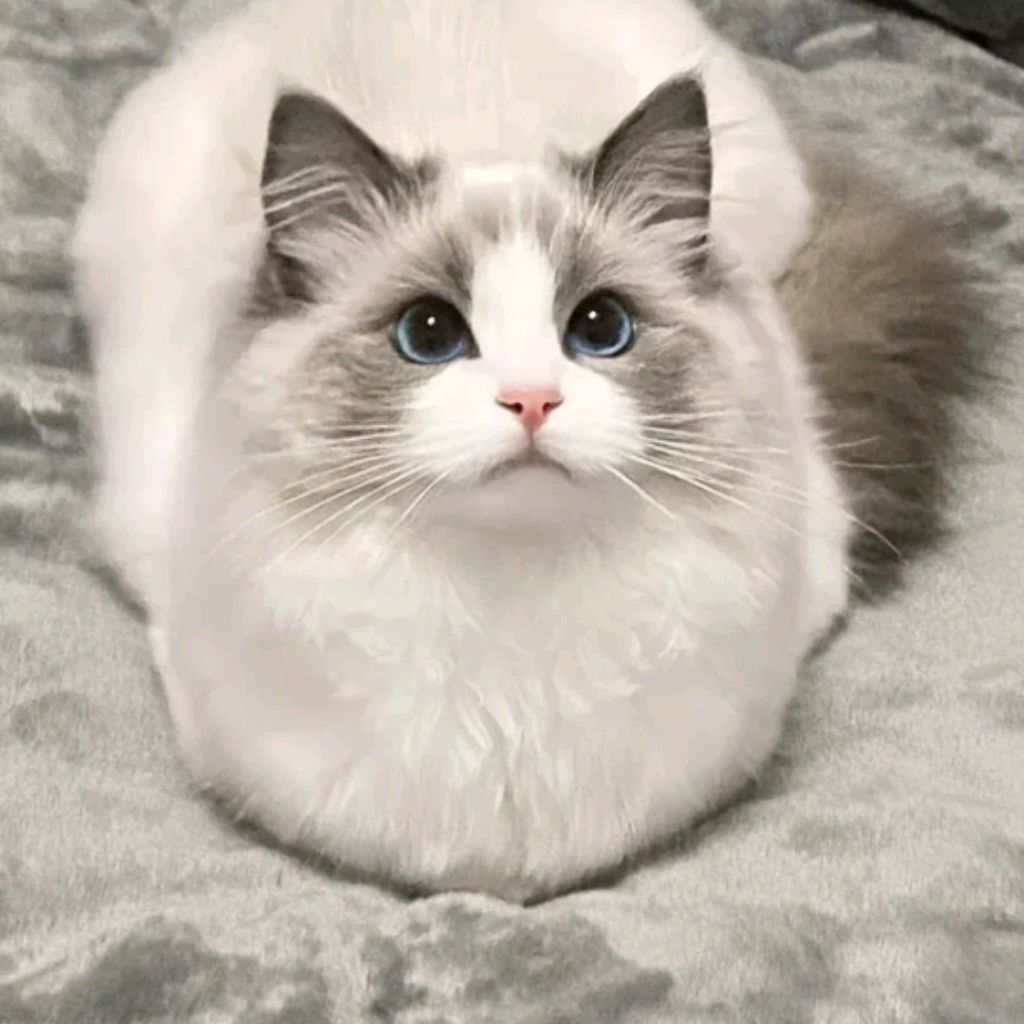 Иконка канала ❤✩Котики_story✩❤