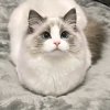 Иконка канала ❤✩Котики_story✩❤