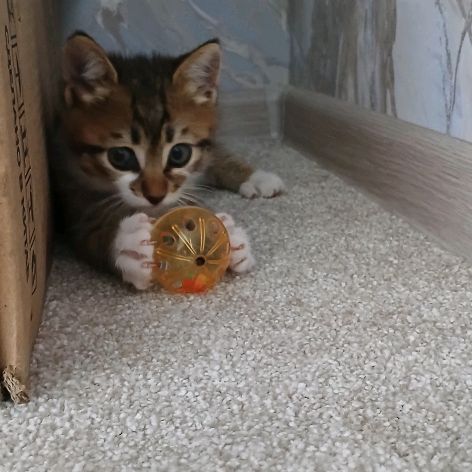 Иконка канала Котёнок Марси к😸♡