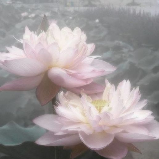 Иконка канала lotus^^