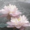 Иконка канала lotus^^