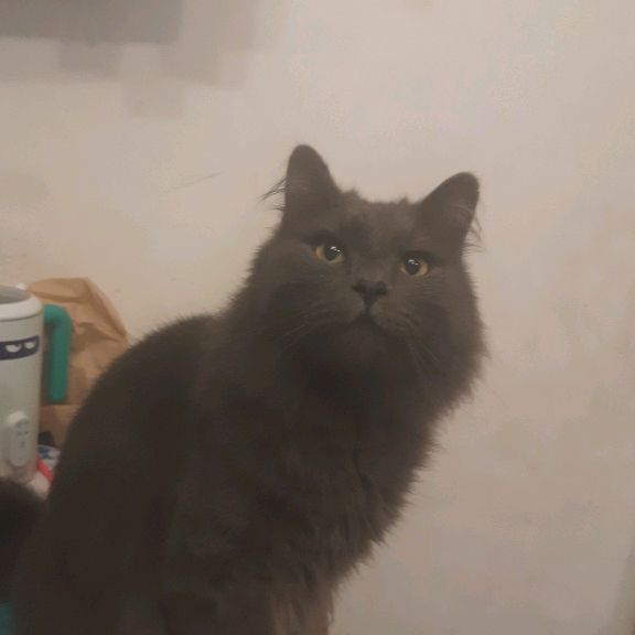 Аватар