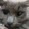 Иконка канала Мой Кот