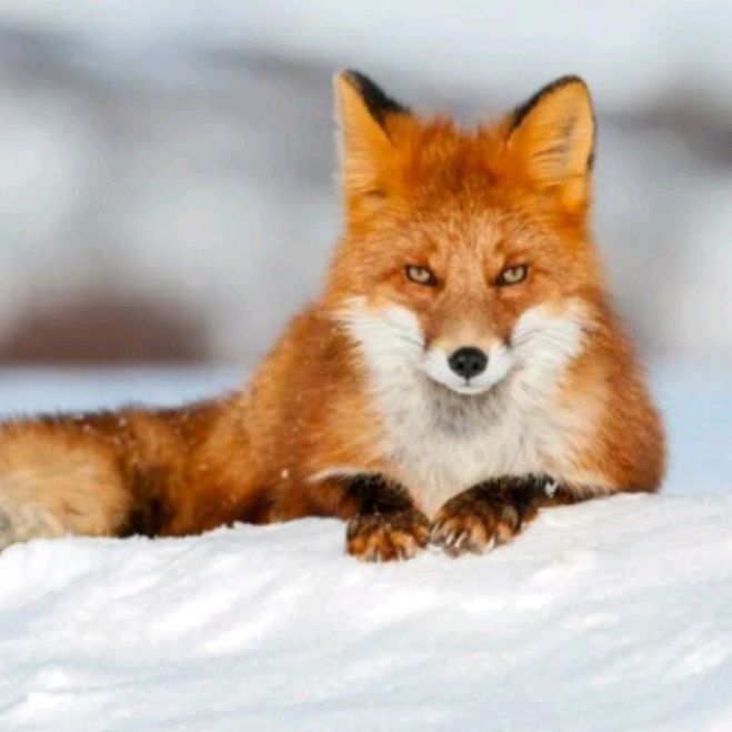 Иконка канала 🦊Proxy-Foxy🦊 [РЕСТ😭]