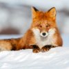 Иконка канала 🦊Proxy-Foxy🦊 [РЕСТ😭]