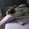 Иконка канала Шарик Снежок Барсик Листочек Панда И  Доминика