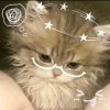 Иконка канала Котик