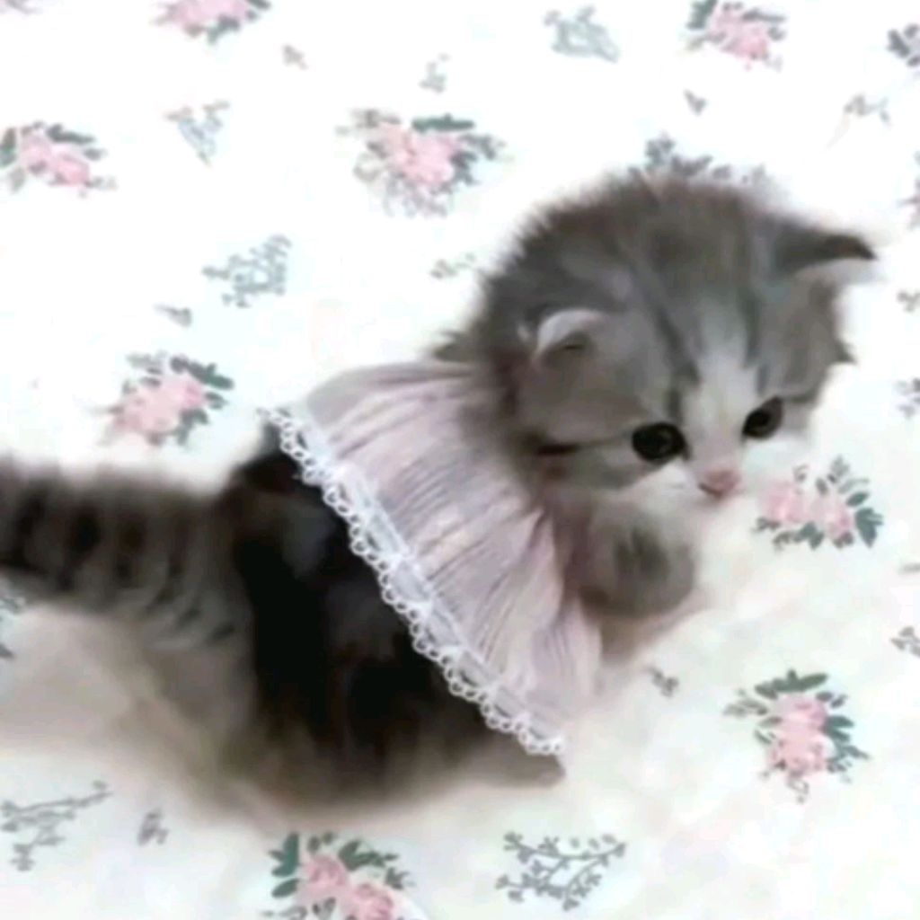 Иконка канала 🌸Али на и Черри🌸
