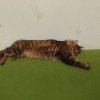 Иконка канала КОТИК