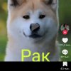 Иконка канала channel81167435