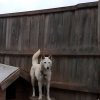 Иконка канала ФАНАТ СТНДОФ 2 И ХАСКИ БАНЬДИТ