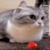 Иконка канала Solid_snakes