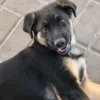 Иконка канала 🦊Лис а и Норд🐕
