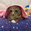 Иконка канала Моя к ошка Маша🐱