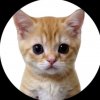 Иконка канала КОТЯТА ПОЯСНЯЮТ