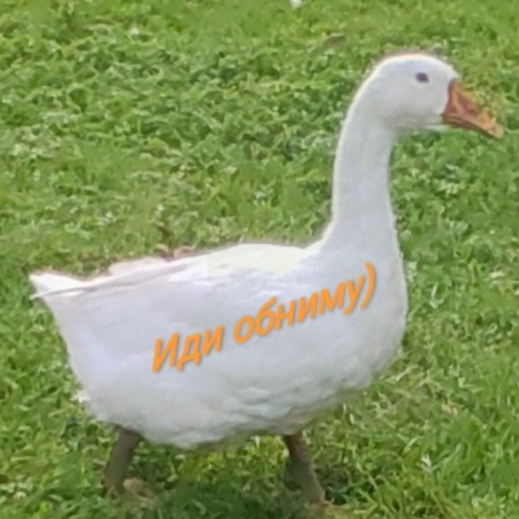 Иконка канала Music goose