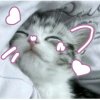 Иконка канала Котик🐱(перезаливы)