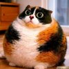 Иконка канала Котость РКГДР И ЧГ