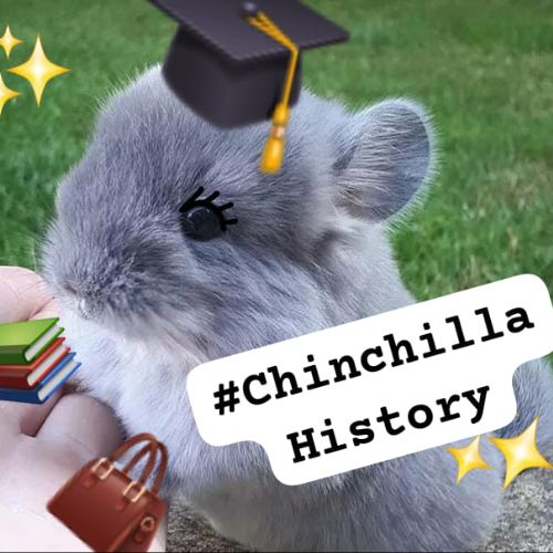 Иконка канала ♥~Chinchillα_Histori~♥