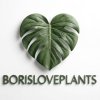 Иконка канала BorisLovePlants