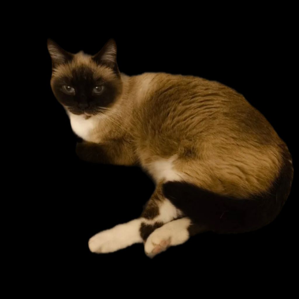 Иконка канала Которед🐱