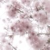 Иконка канала 🌸Тишка.