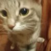 Иконка канала 🐱❤️!. Эвелина!!..!🐱❤️
