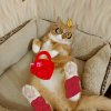 Иконка канала Теликошка 😎🤭😺