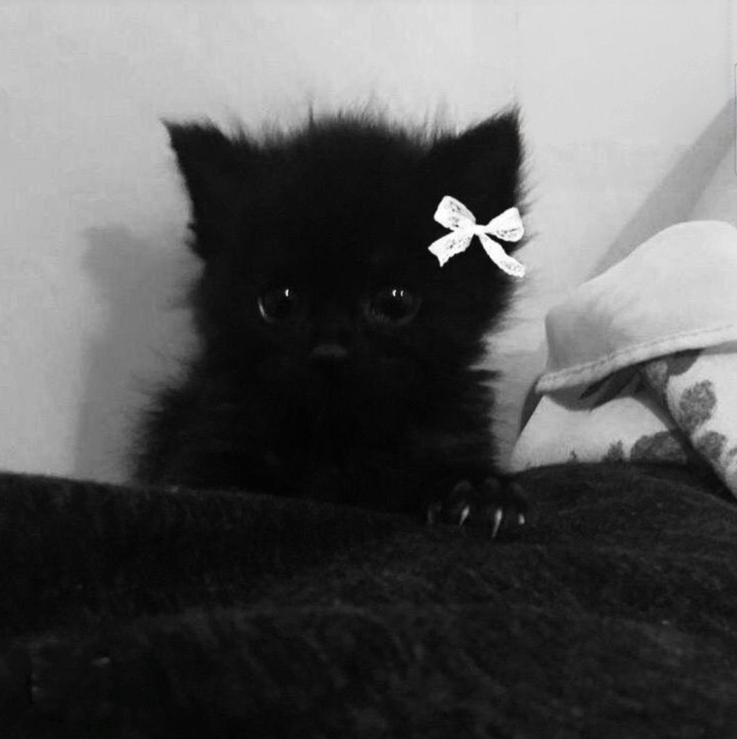 Иконка канала ﹤•Котик•﹥