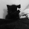 Иконка канала ﹤•Котик•﹥