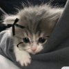 Иконка канала Котики стор😺