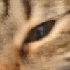 Иконка канала Кот Cat