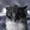 Иконка канала mogget_cat