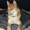 Иконка канала Нэко