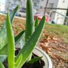 Иконка канала Росток в деле🪴🌺🌱