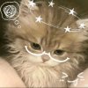 Иконка канала ✧-｡Kitty_Store｡-✧