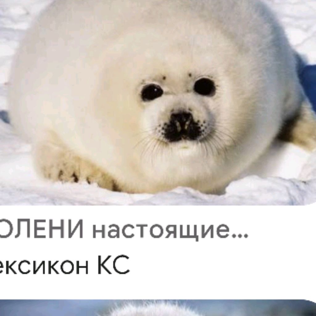  Иконка канала Тюлень