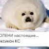 Иконка канала Тюлень