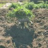 Иконка канала Сад и огород круглый год