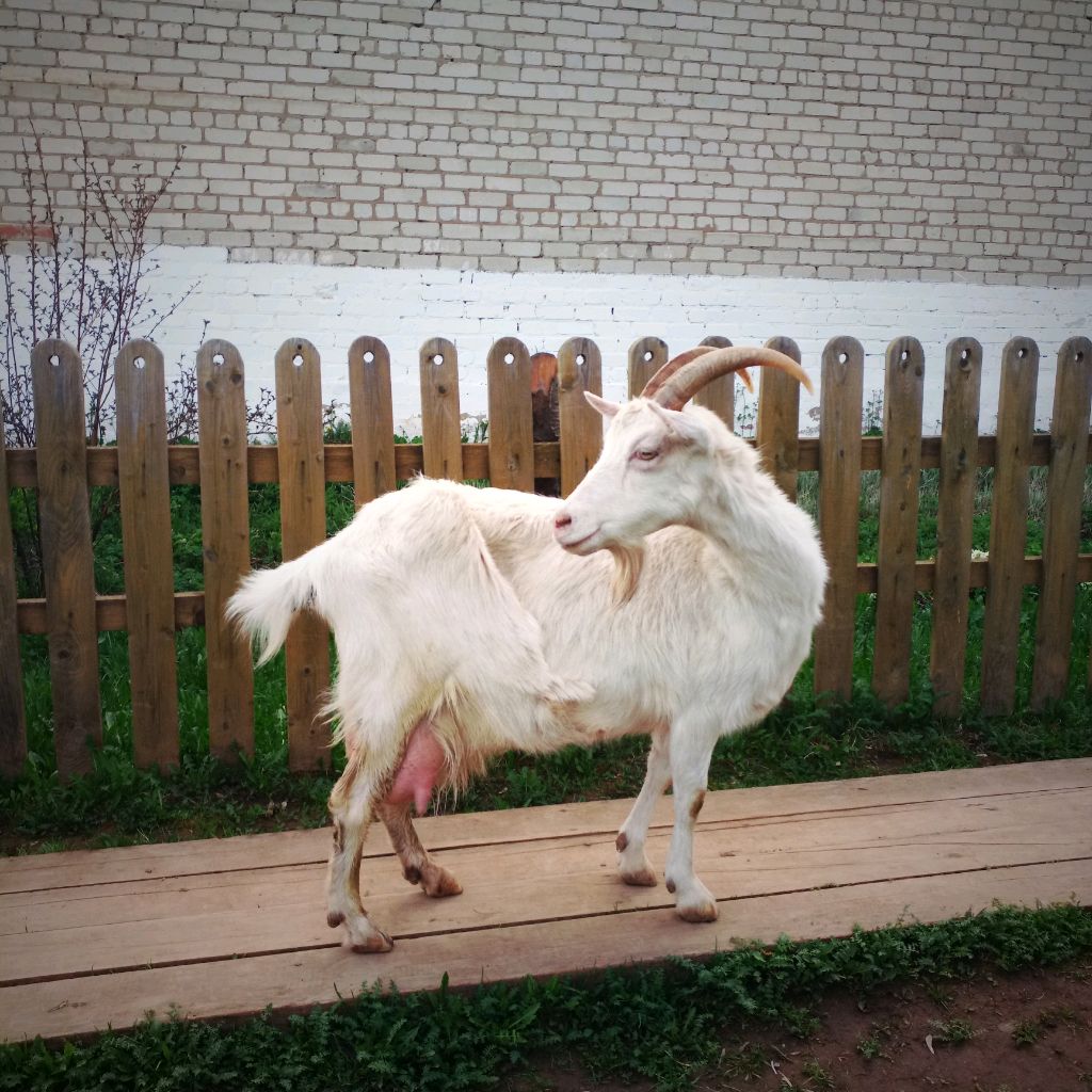Иконка канала Масло Снегра