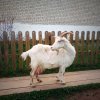 Иконка канала Масло Снегра