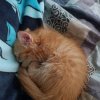 Иконка канала Котёнок Тигра
