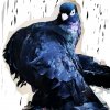 Иконка канала Статные Голуби 68 Тамбов Валерий