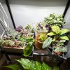 Иконка канала Houseplants