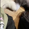 Иконка канала ╶⃝⃤🐾Leyrа🐾╶⃝⃤