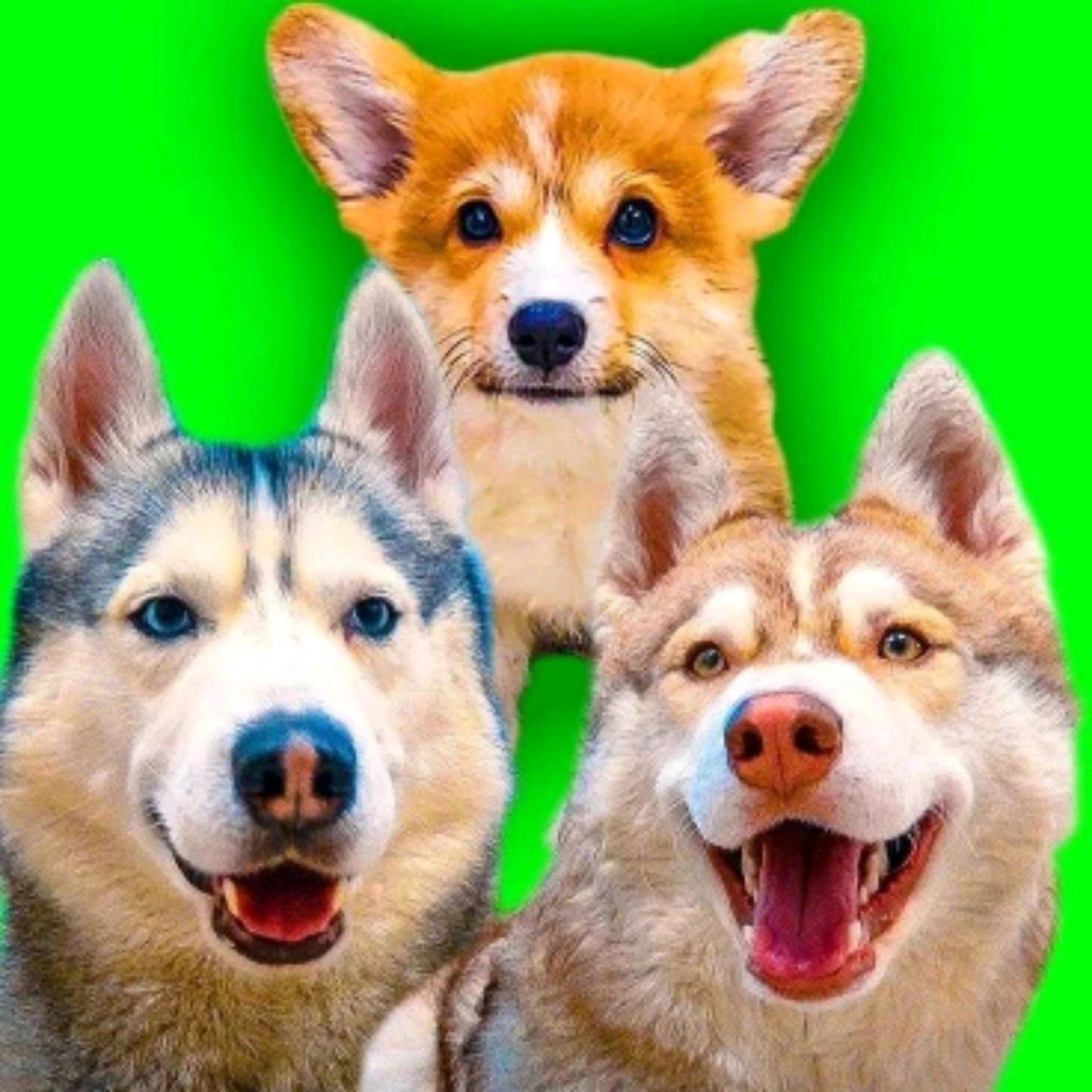 Иконка канала Корги Коржик